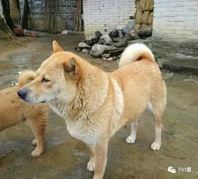 请珍惜身边的大黄狗,它们真的越来越少了