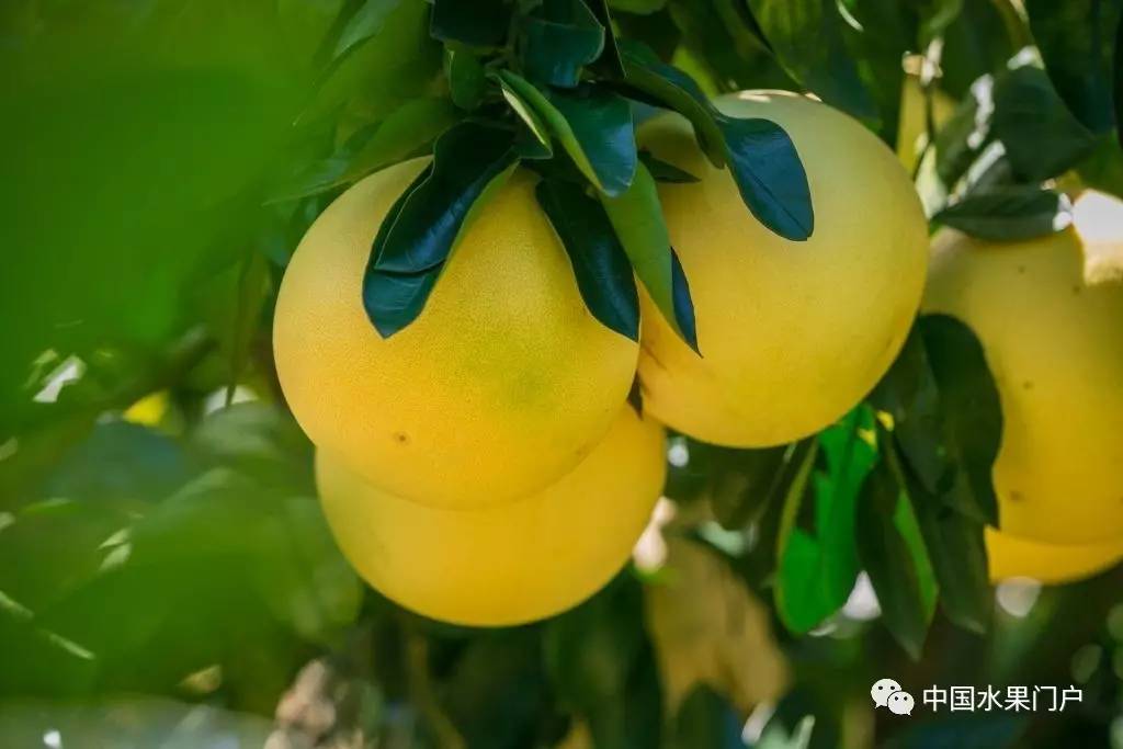 中国海南澄迈无核荔枝、蜜柚获出口至国际市场