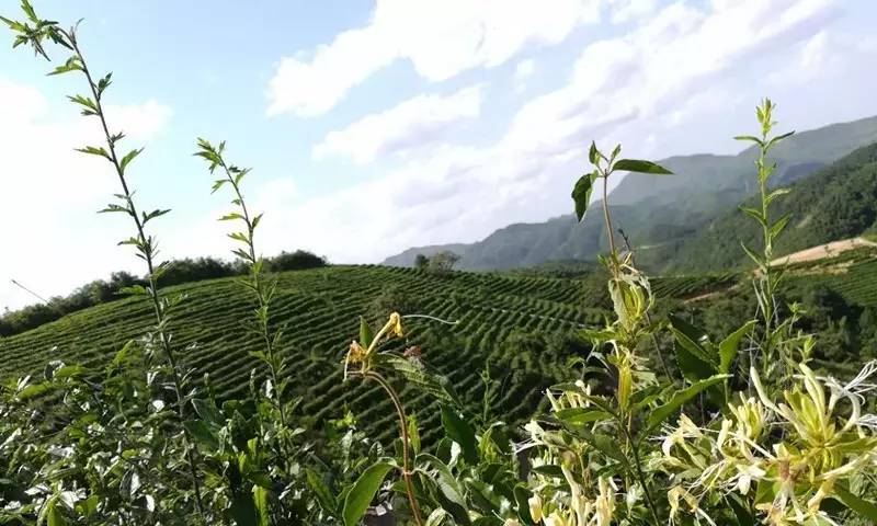 " 采茶东篱下,悠然见南山.