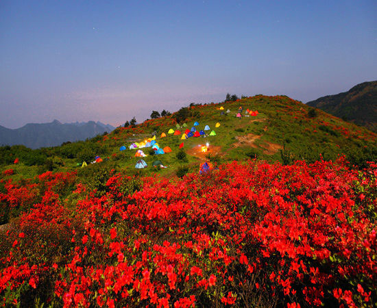 乡村旅游攻略,井冈山十里杜鹃长廊旅游门票