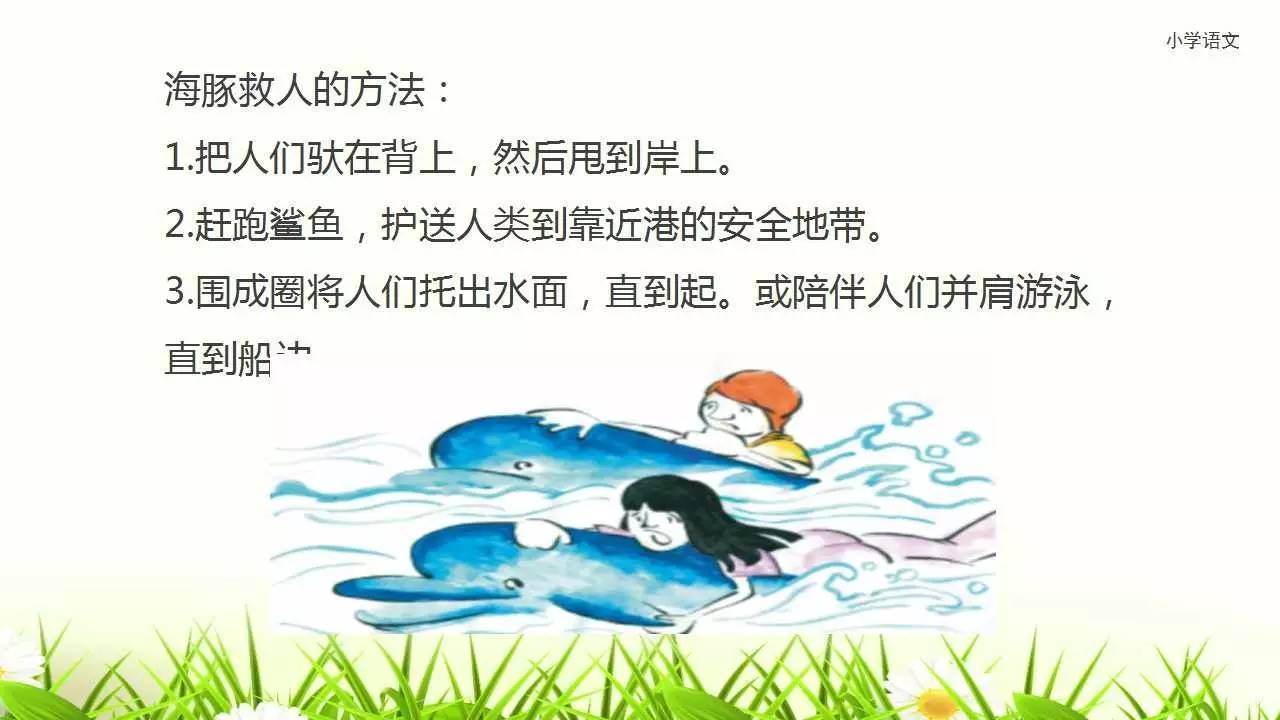 海豚救人语文教案