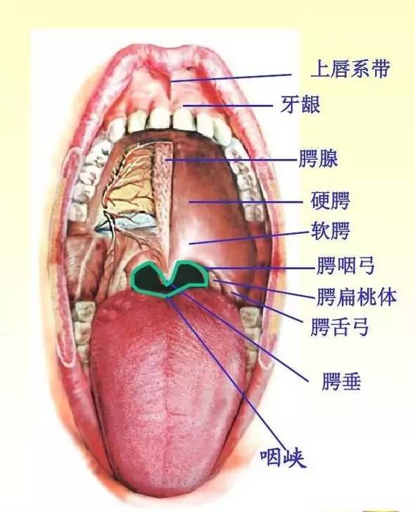 由腭垂,腭帆游离缘,两侧的腭舌弓及舌根共同围成的狭窄处称咽峡,为