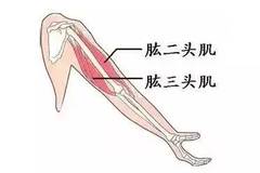 为了身材,你得知道骑自行车是锻炼哪些部位肌肉