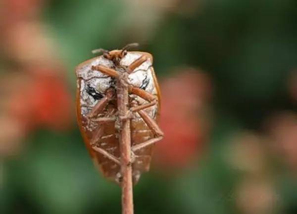 北流另类美食油炸狗屁虫,这道菜你敢吃吗?