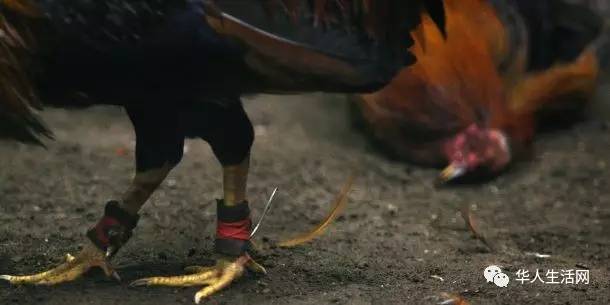 斗鸡脚上通常绑着刀片,刀尖朝后,以便在格斗时刺伤对方.