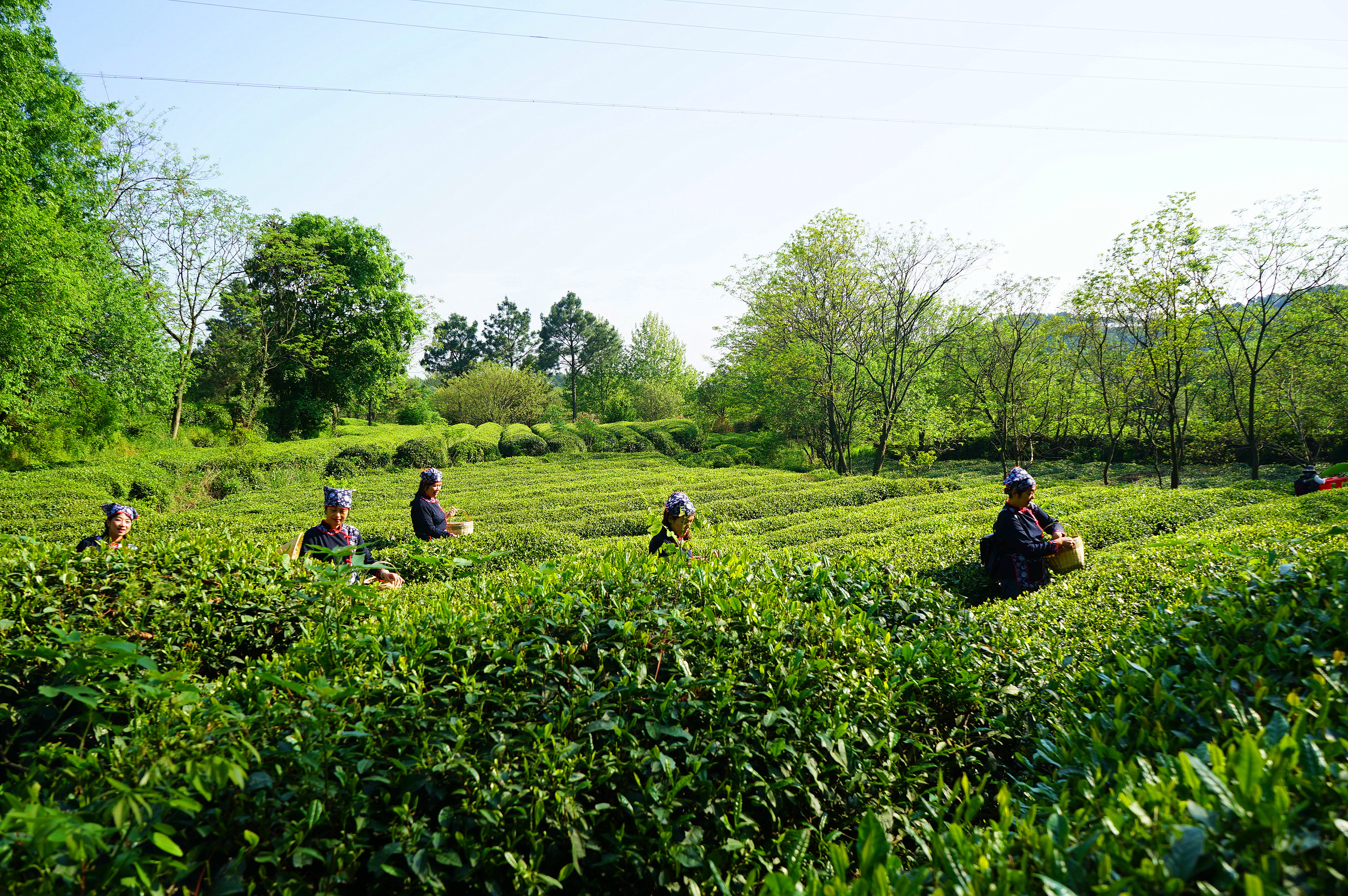 茶叶的种类有哪些 茶叶的种类介绍