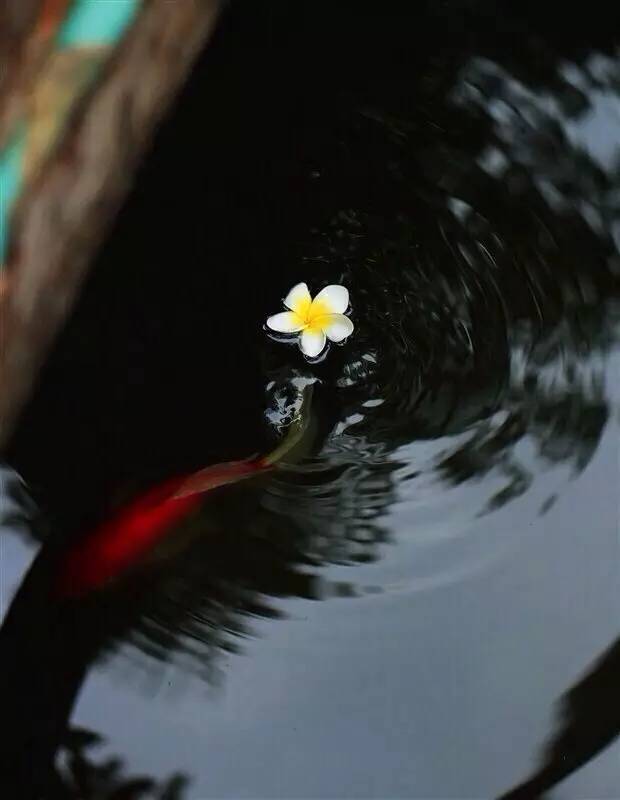 有一种心境,叫顺其自然