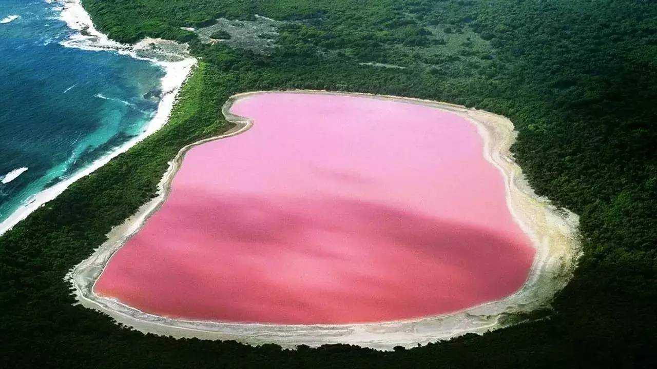 赫特泻湖 hutt lagoon)赫特泻湖是西澳最大的粉色湖泊.