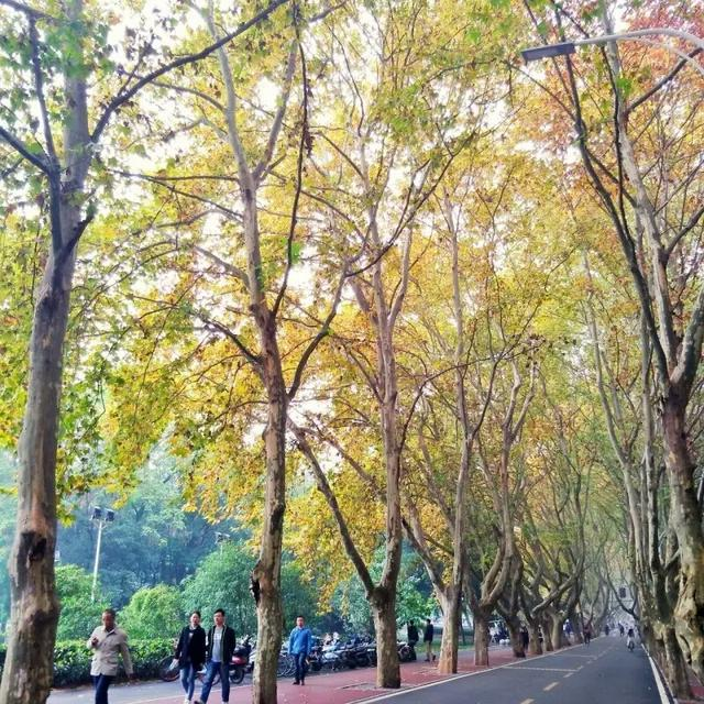 华科年底实现梧桐雨计划听起来很不错哟