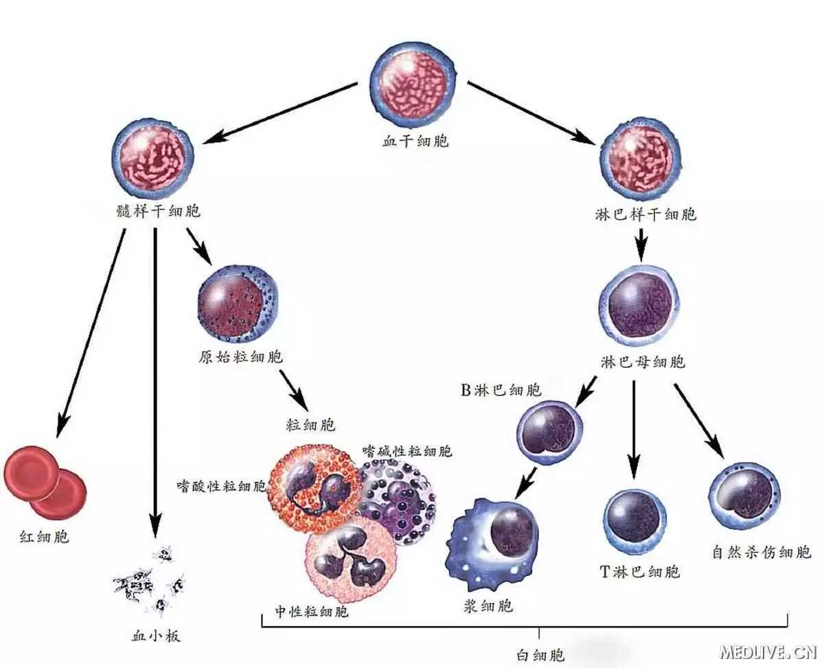 Cell stem cell：造血干细胞生成新发现_Cell_stem_cell_造血干细胞_前体细胞_生成_医脉通