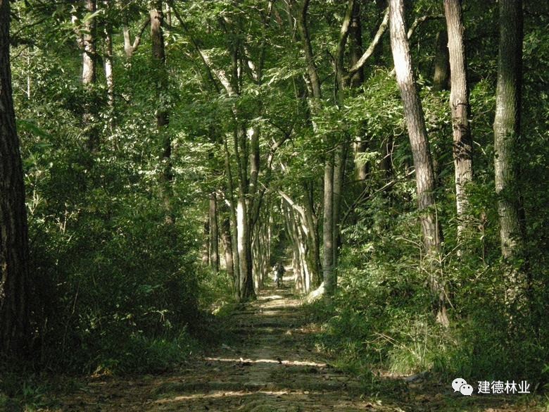 不用着急,乌龙山将建登顶绿道啦