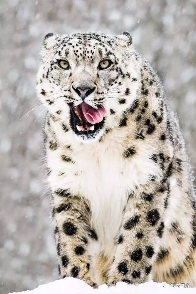 摄影师abeselom镜头下的帅气的雪豹