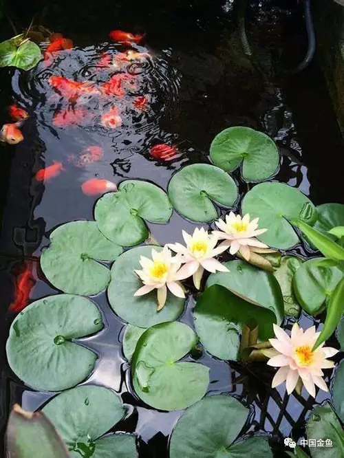 有一种鱼池叫做别人家的鱼池