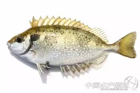 泥猛,广西沿海也叫乌子婆,学名蓝子鱼,目前养殖的品种多数是褐蓝子鱼.