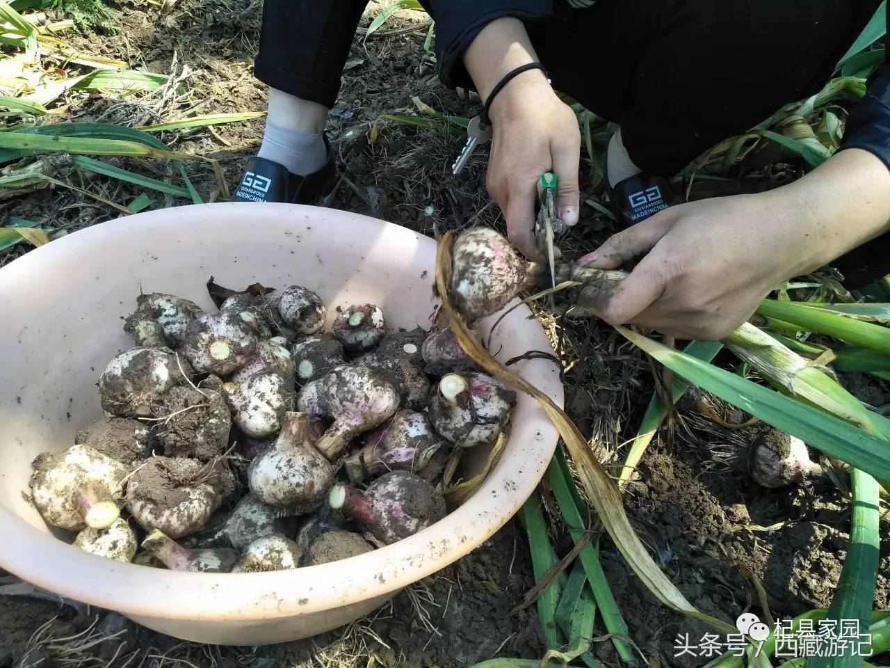 杞县蒜农高温下下出蒜,鲜蒜只卖几毛一斤!