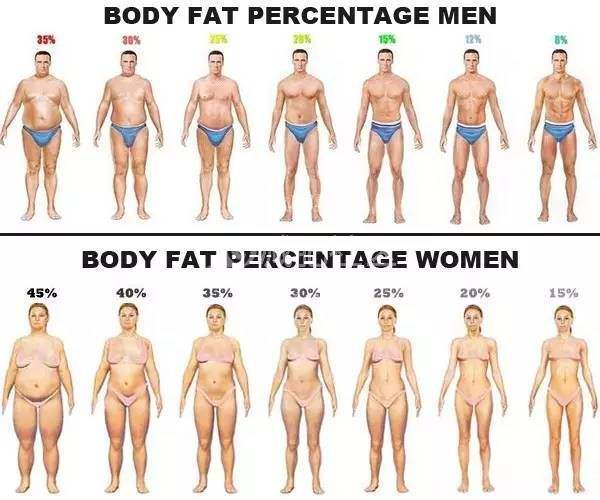脂肪是什么意思
