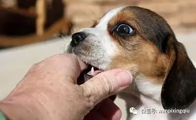 误打了狂犬疫苗怎么办