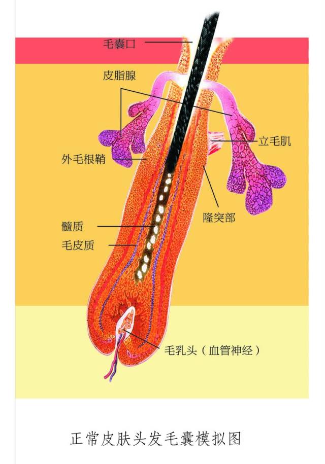 第二步:激活毛母细胞——再生新发