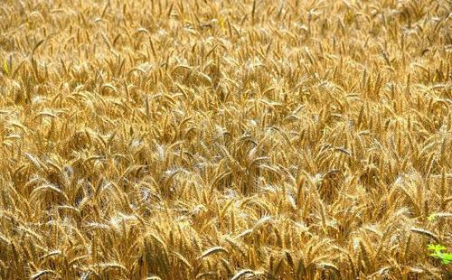 小麦成熟的标志是什么?