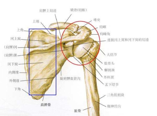 颧骨是经络按摩中最容易看到效果的一个部位 按摩肩胛骨,可以轻而易举