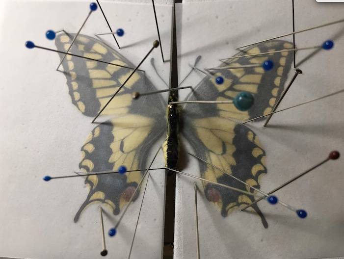 队长制作的蝴蝶标本过程,他们正在整理计划出版新疆的蝴蝶图谱