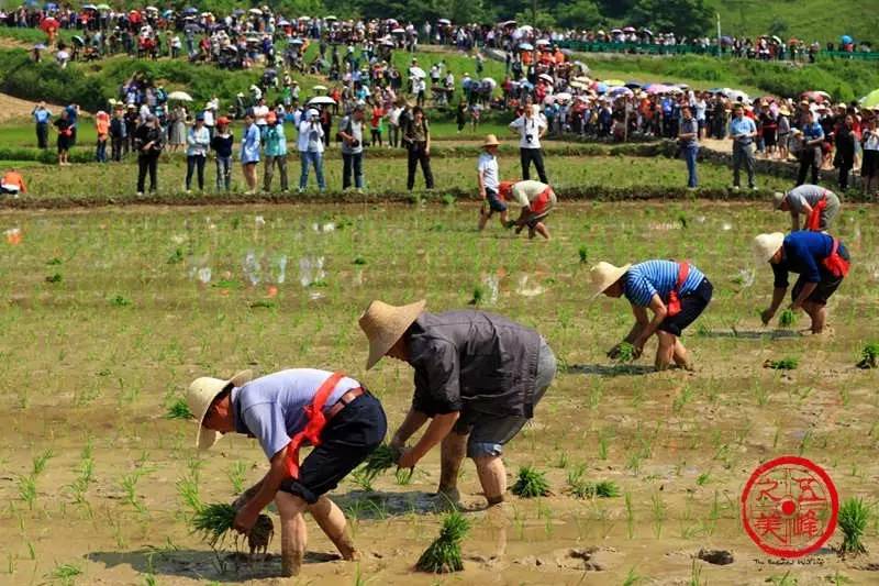 在数千人的围观下,紧张激烈的男女插秧比赛使得土家人插秧劳动的竞技