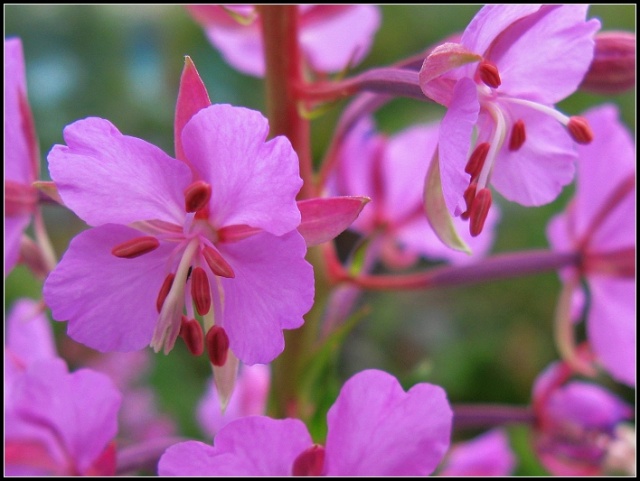 蒙古神花柳兰花