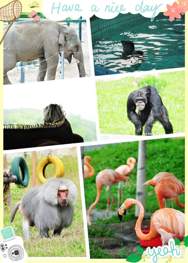 中国最大的动物园,竟然在哈尔滨近郊的森林里|想去新晚报有福利