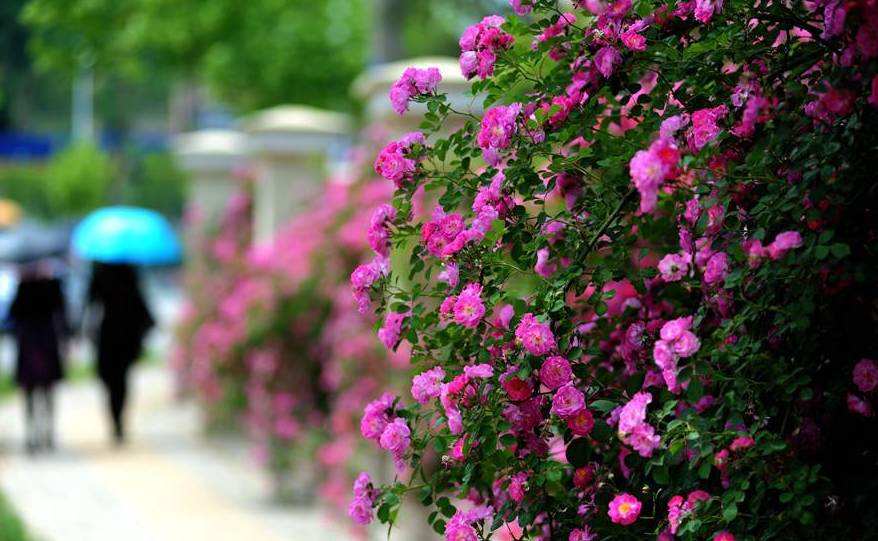 全域旅游在崂山丨蔷薇绽放谱写初夏好时光