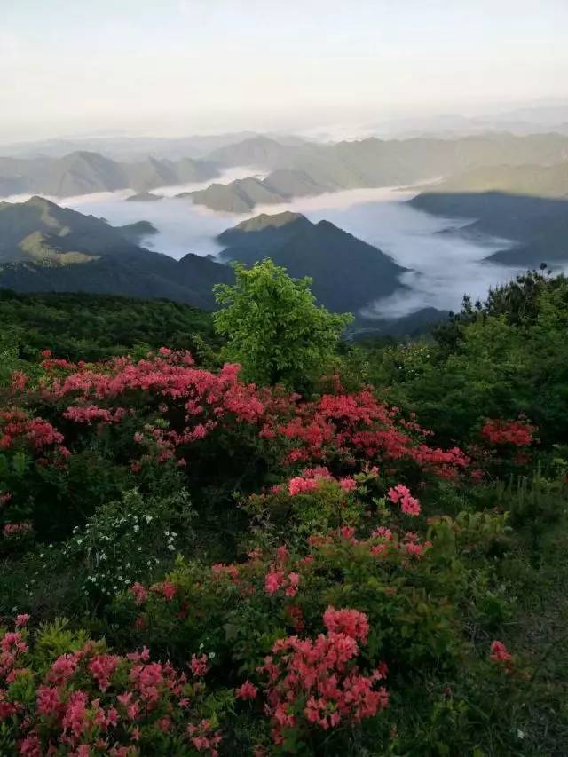 满山满谷映山红美翻天,你的身旁要有个会拍照的她|他,共赴"杜鹃花之约