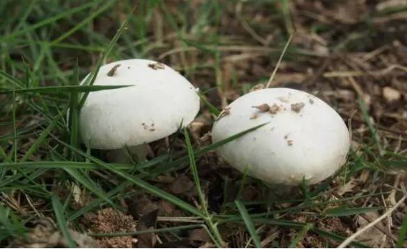四孢蘑菇 聂语琪 摄于校园草坪