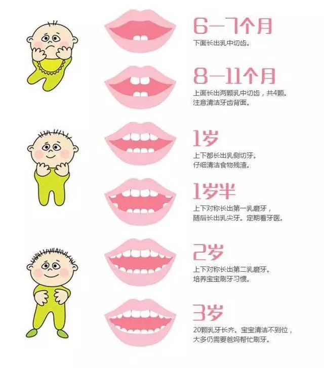 如何帮宝宝护理牙齿?附:宝宝牙齿生长发育图