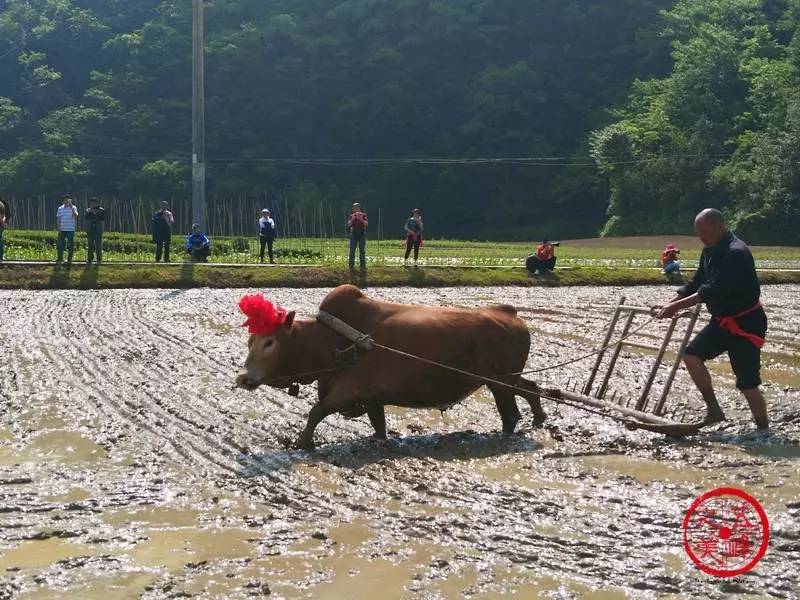 耲秧,赶樯,压杠,绷线,打拢子等活动相继进行,观众们在旁边呐喊助威.