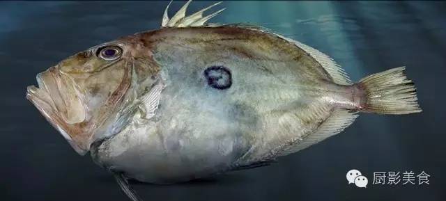 美食 正文  海鲂鱼,由于其英文名为john dory,所以也有人直接将其音译