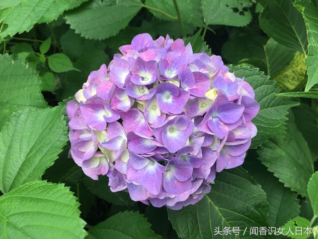 紫阳花原产日本因为颜色多变被说成是见异思迁的花