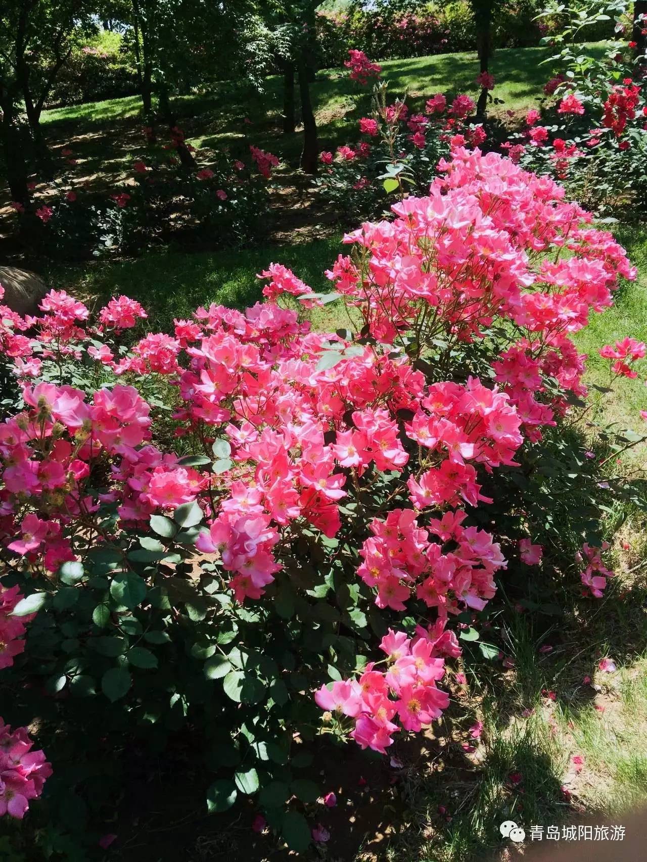 城阳初夏，感受一湾碧水映花红的美好时光！