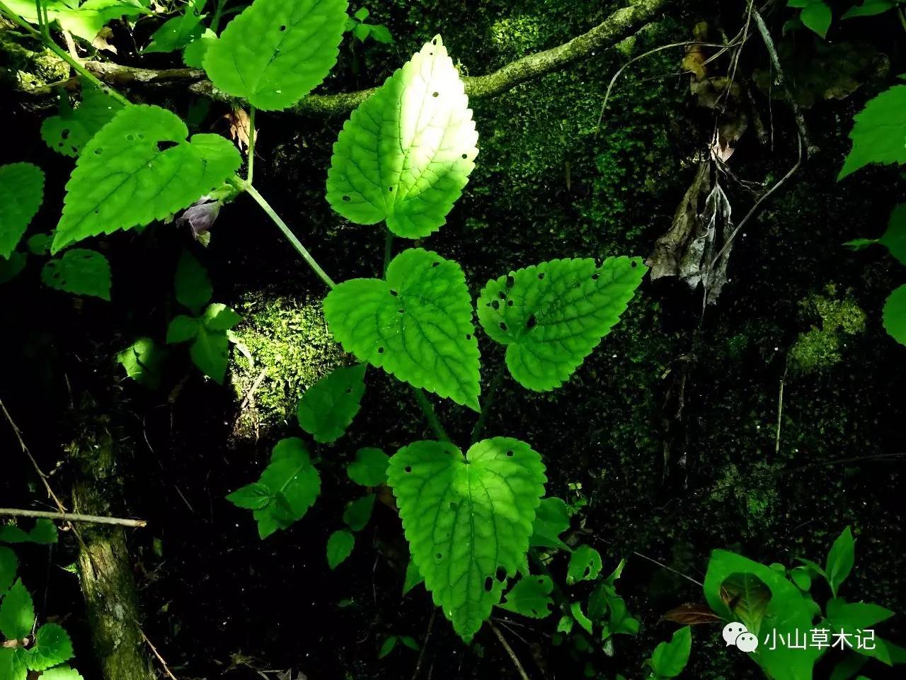 括苍山水秀 峻岭草木奇(上)