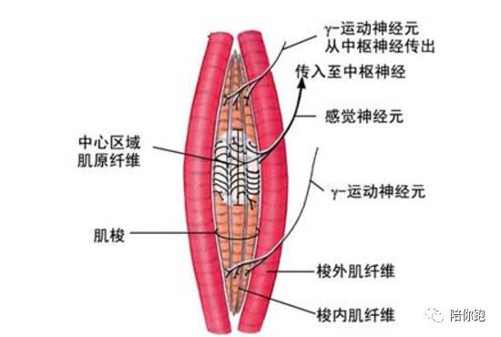 马拉松抽筋怎么办