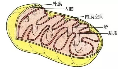 nature:双相情感障碍或与线粒体大小有关