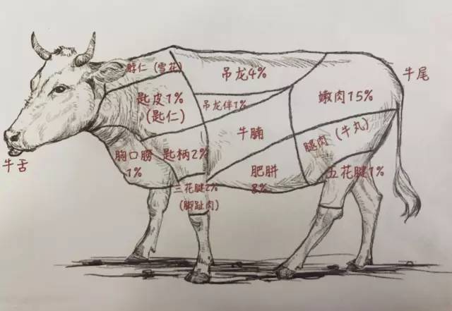 吊龙是牛脊背上的部位,以瘦肉为主,会夹带一些肥肉,因此吃