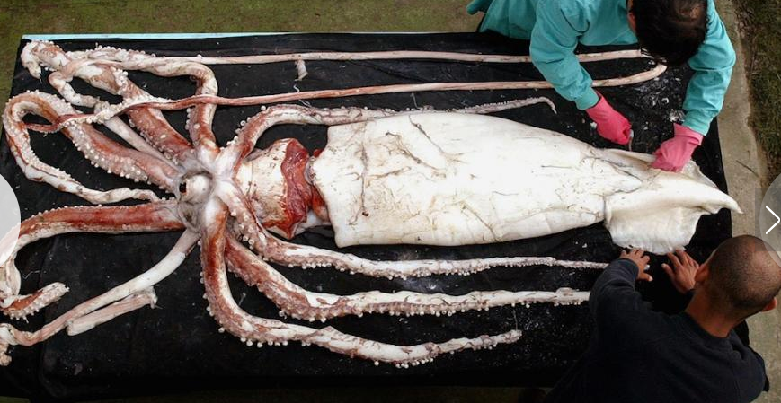 巨型鱿鱼(giant squid)是世界上最大的头足类动物,它们总长度可达18米