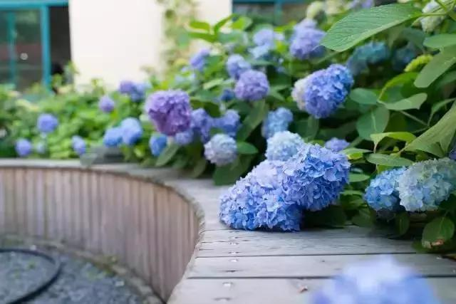 绣球花是一种常见的庭院花卉,其伞形花序如雪球累累,簇拥在椭圆形的