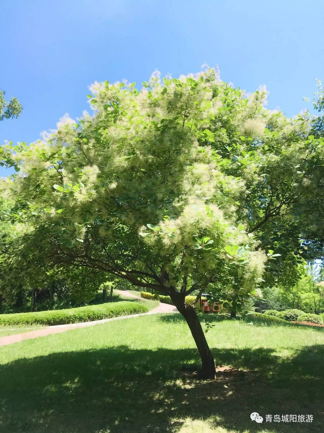 城阳初夏，感受一湾碧水映花红的美好时光！