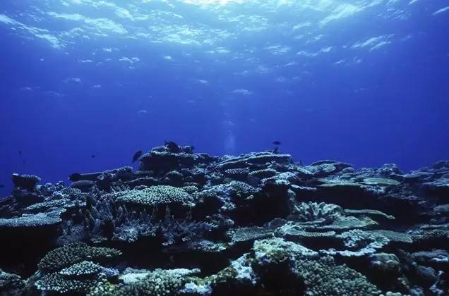 生物多样性 说到生物多样性,我们当然还得提到海洋.