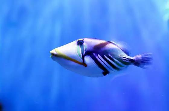 【免费抢票】904带你去看史上最怪异的海底动物，每一个物种都超乎你想象