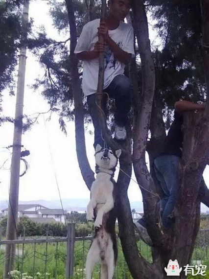 变态男子把狗吊在树上剥皮，还一脸欣喜！