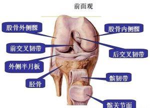 关节磨损怎么办