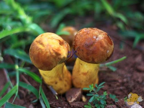 云南哪种野生菌菇最好吃？