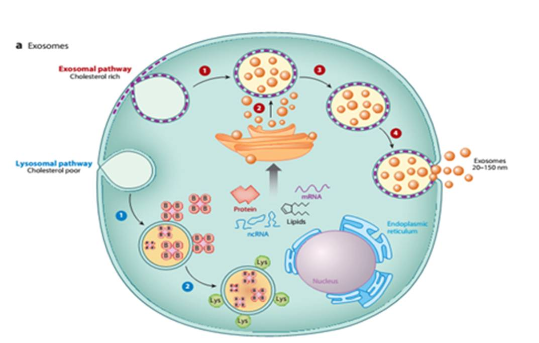 外泌体的形成与分泌目前的主流观点认为,外泌体的产生过程为:细胞膜内