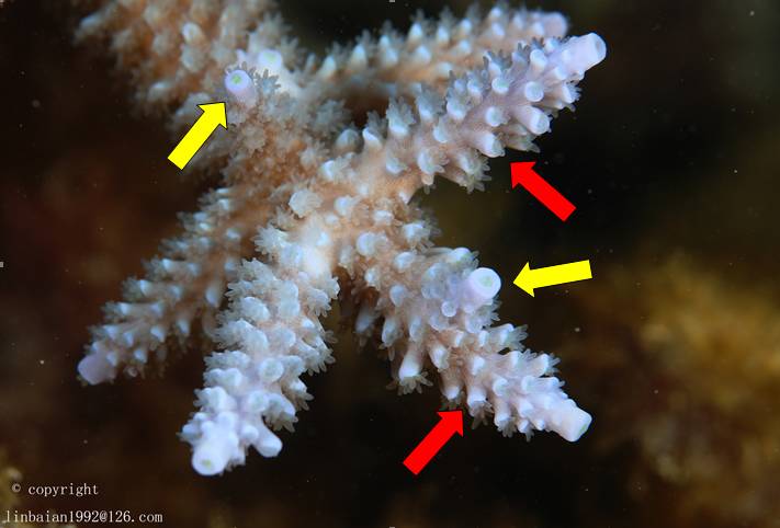 侧轴珊瑚虫(radial polyp)的生长,侧轴珊瑚虫仅外侧被骨骼包围,分布于